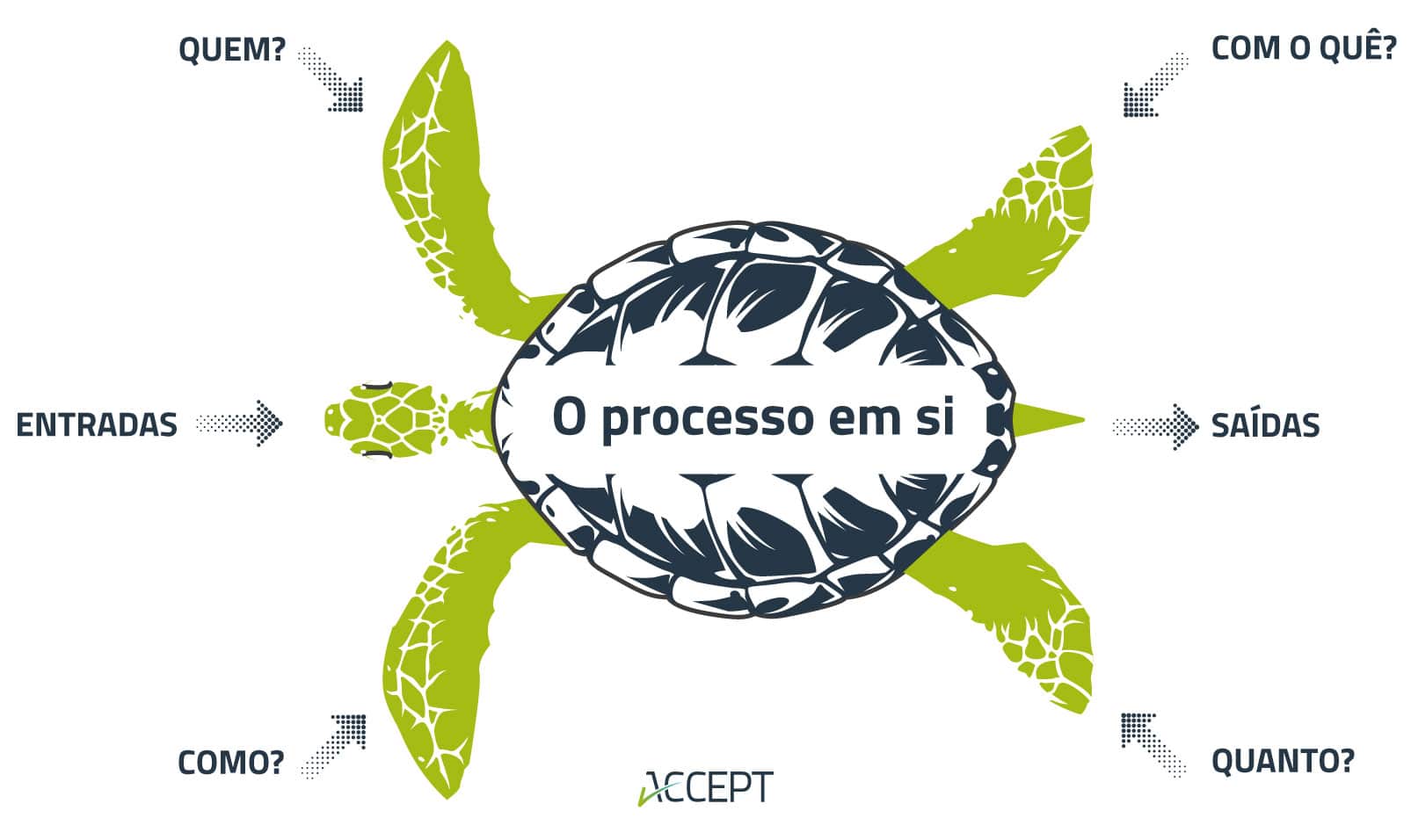 Tartaruga de Crosby Tartaruga de Crosby